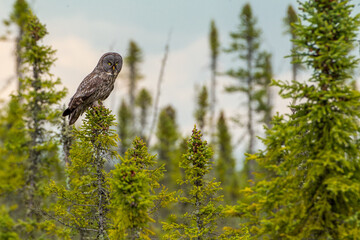 Great Gray Owl taken in Northern MN