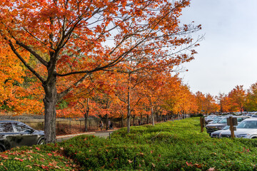 Fototapeta premium Fall Colors At City Park 2