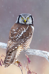 Northern Hawk Owl taken in nortthern MN