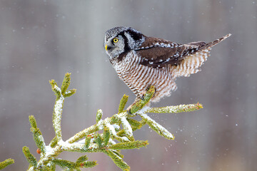 Northern Hawk Owl taken in nortthern MN