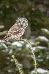 Boreal Owl taken in northern MN