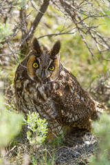 Long-earned Owl taken in Yellowstone NP