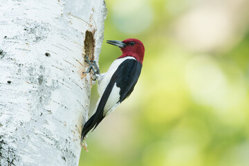 Red-headed Woodpecker adult at nesting cavity taken in central MN