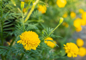 Yellow marigold flowers, small petals stacked together to form a circle, about 5-10 cm wide. In Thailand, it is commonly grown as an ornamental plant and used in religious ceremonies.