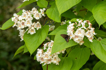 Northern Catalpa Tree flowers