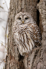 Barred Owl taken in southern MN