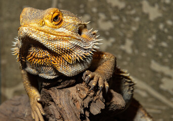 Coastal agama. Pogona barbata. The bearded dragon. A bearded lizard.
