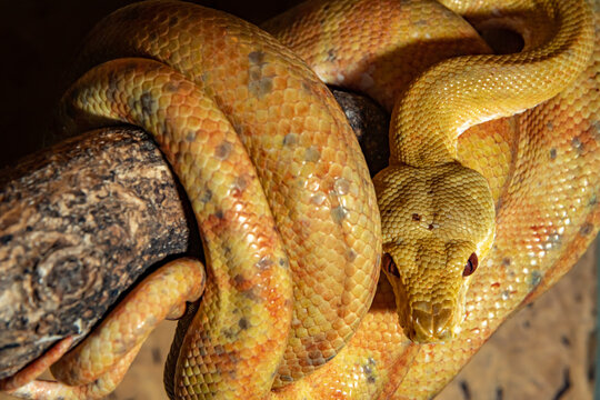  Garden boa constrictor. Narrow-bellied boa constrictor. Corallus hortulanus.