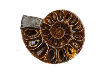 A polished half of fossil Ammonite isolated on a white background with clipping path