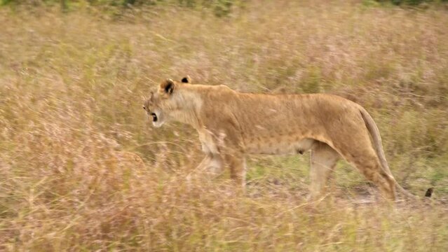 Lioness walking through savanahh with her lion cub