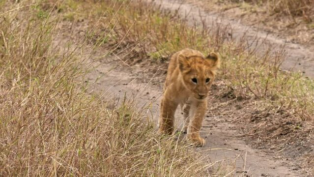 Closeup footage of cute lion cub in savannah.MAsai mara reserve