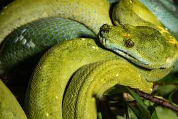 Green Python. A tree python. Morelia viridis.