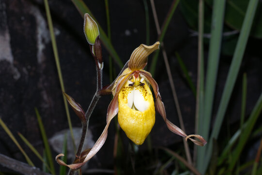 Slipper orchid flower (Phragmipedium klotzschianum), natural habitat, Gran Sabana, Venezuela