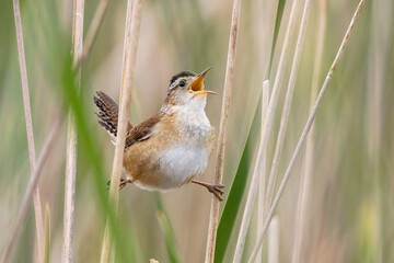 Marsh Wren singing taken in central MN