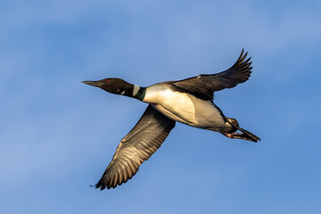 Common Loon adult in flight taken in central MN
