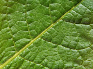 Green leaf macro background. Beautiful nature backdrop. Close up of texture Green leaf . Environment and ecology concept, space for your design