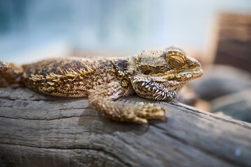 Pogona genus of reptiles known as bearded dragons or Pogona Vitticeps. Bearded dragon refers to underside of throat or beard of lizard which can turn black and gain weight of stress or threatened.