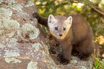 Pine Marten taken under controlled conditions Captive