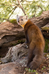 Pine Martin taken under controlled conditions Captive