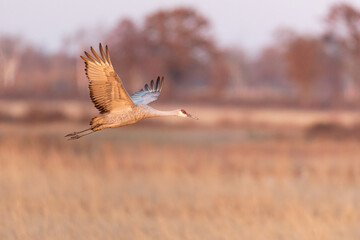 Sandhill Crane taken in central Wisconsin