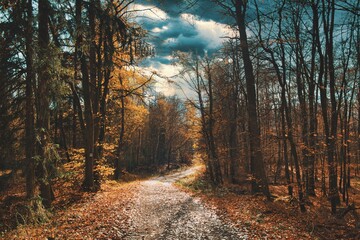 Fototapeta premium Herbstwald an einem bewölkten Tag
