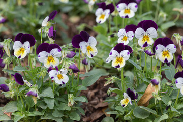 Pansies Viola flowers in a spring garden
