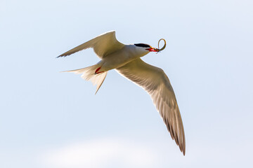 A common tern in the danube delta of romania	