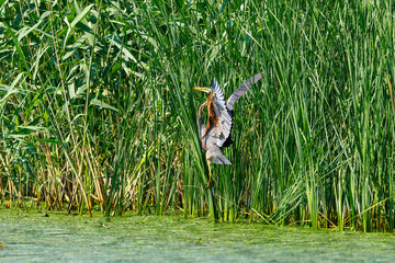 A purple heron in the wilderness of the Danube Delta in Romania	