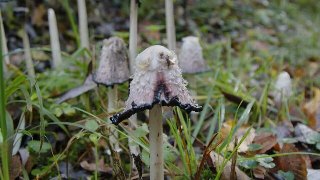 bunch of mushrooms in forest in autumn