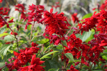 Salvia splendens 'Jimi's Good Red' in flower.