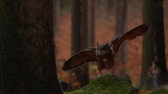 Owl fly, landing in the autumn forest. Owl with snowfall in the autumn forest. Eurasian Eagle Owl, Bubo Bubo, sitting on the tree trunk, wildlife forest with orange autumn colours, Germany, evening.