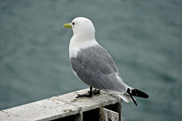 Homer, Alaska, USA: Mew gull (Larus canus) at the pier in Homer, Alaska.