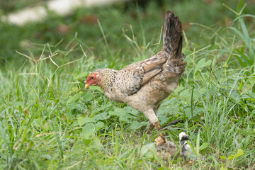Mother hen with chicks looking for insects