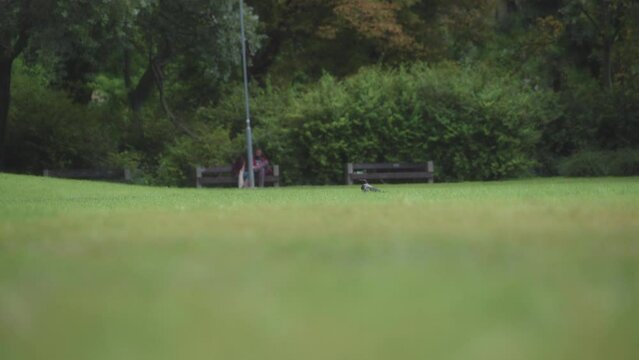 A grey crow walking on a park lawn. Slow motion. 