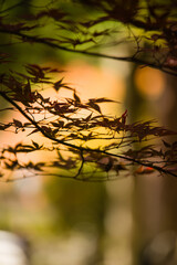 高野山の秋風景