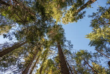 Giant Sequoias in Mariposa Grove , Yosemite National Park, Carifornia, USA.