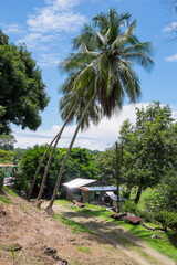 Casa rodeada de palmeras en la costa de Uvita en la provincia de Puntarenas, Costa Rica