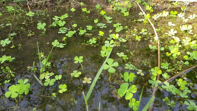 Marsilea plant on water surface. It is an aquatic plant of the Marsileaceae family.
It's other names  water clover and four leaf. It is present above water or remains submerged.
