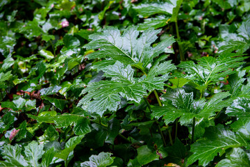 Fototapeta premium Coloured green leaves in a garden. Good for gardening, nature, architecture, background.