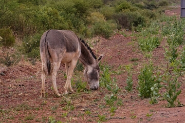 burros en libertad