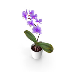 Fototapeta na wymiar flower in a vase transparent