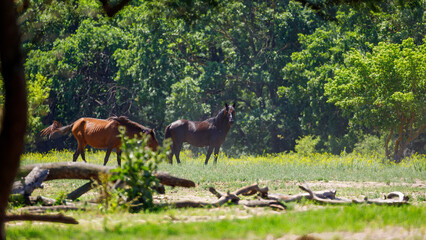 Naklejka na ściany i meble The wild horses of the danube delta in the latea forest