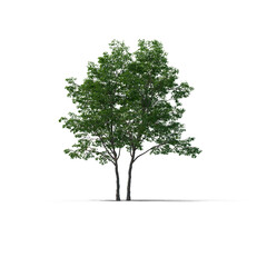 Fototapeta premium tree isolated on transparent background