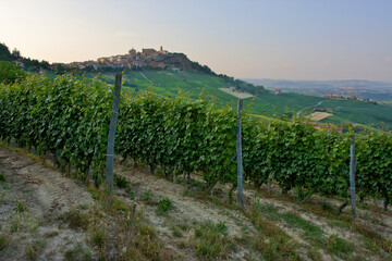 Fototapeta na wymiar sunrise in langhe's vineyards of nebbiolo in piedmont italy