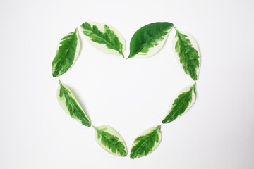 Eco friendly. Heart symbol made of green leaves on white background, close-up. Flat lay. Concept of taking care of health and environment