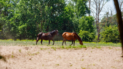 The wild horses of the danube delta in the latea forest