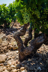 details of shiraz vineyards in cote du rhone france