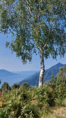 Fototapeta na wymiar pine tree in the mountains