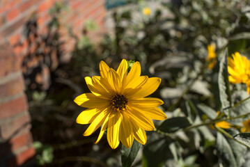 bunch of yellow Jerusalem artichoke 