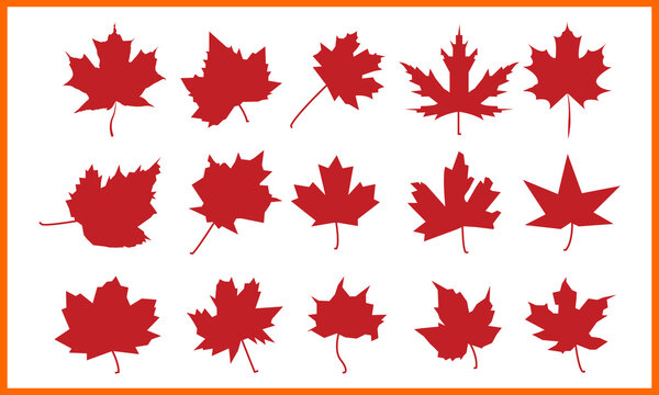 Maple Leaf Design Illustrations & Vectors